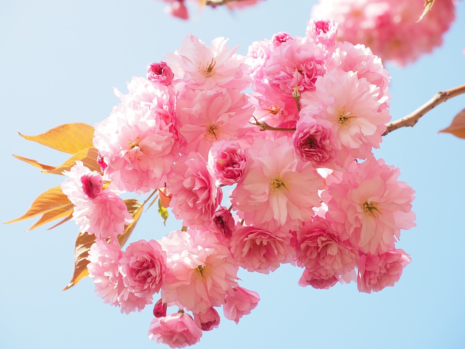 cherry blossom 1260641 960 720